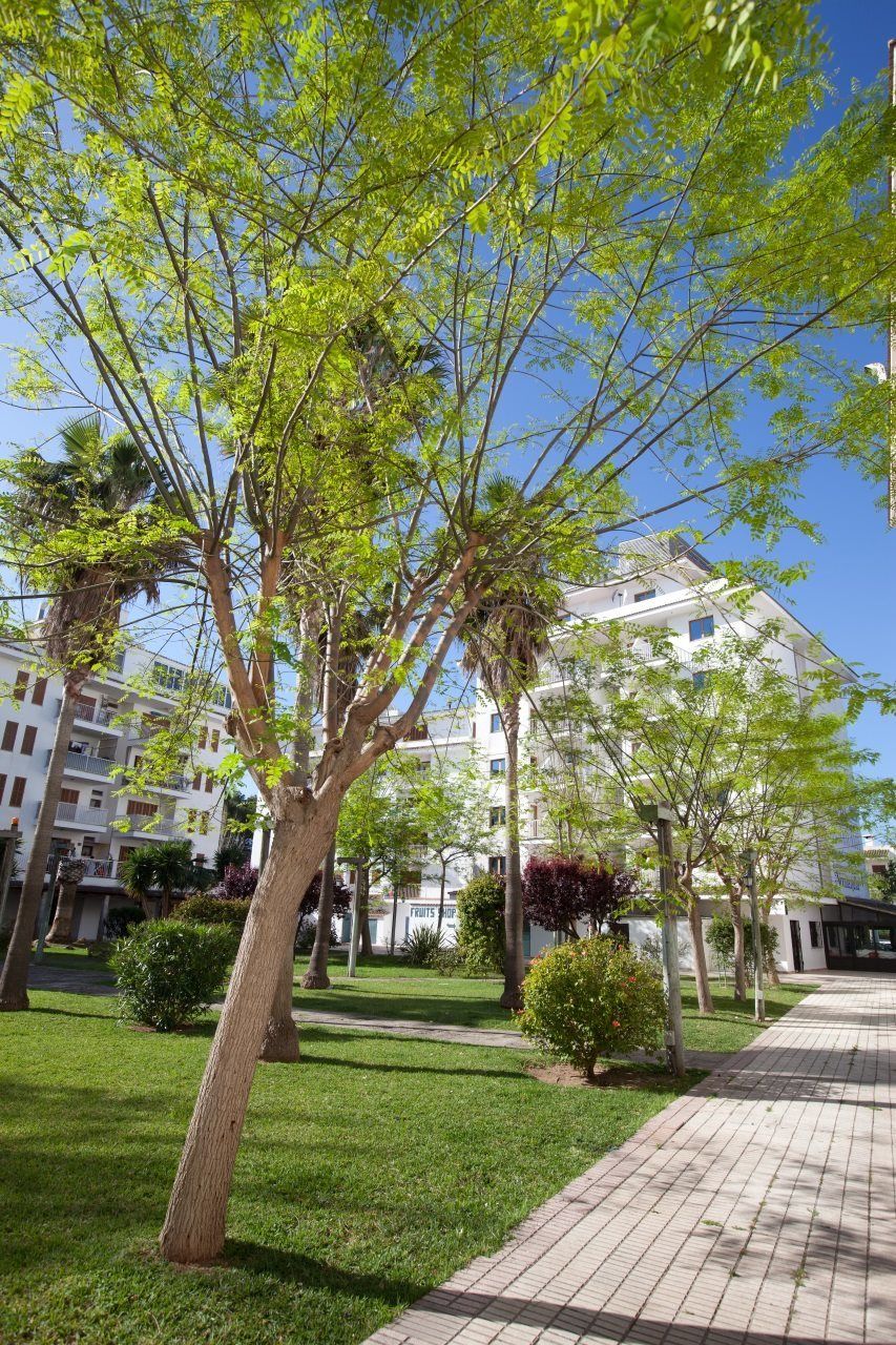 Apartamentos Ferrer Tamarindos Puerto de Alcúdia Exterior foto